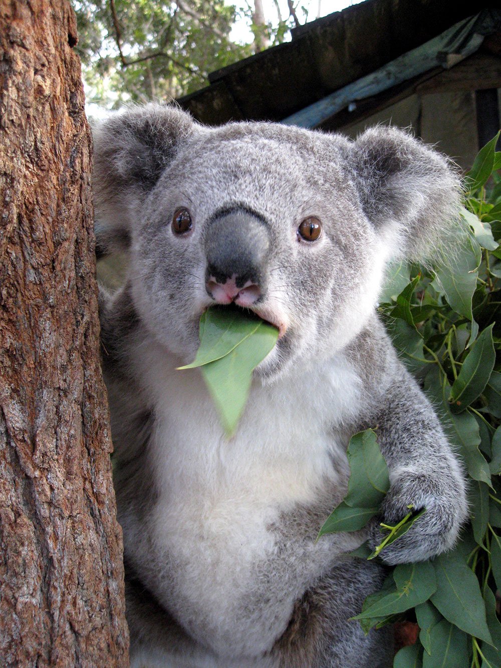 [cml_media_alt id='3520']koala surprised[/cml_media_alt]