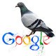 Tyrimas: algoritmas Google Pigeon atsitraukia?