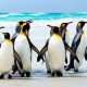 Google dalijasi informacija apie Penguin 3.0 atnaujinimą